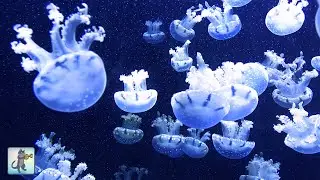 Wonderful Jellyfish Aquarium ~ Relaxing Music for Sleep, Study, Meditation & Yoga &bull; Screensaver
