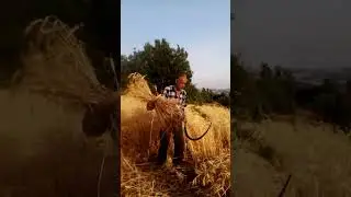 Orakla ekin hasadı hanyolu 