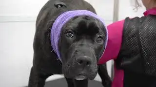 Cane Corso Puppy | Cute Dog