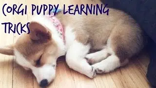 Corgi Puppy Growing Up! 2-4 months!