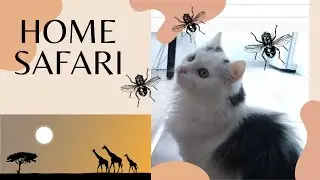 ГЕРКУЛЕС - БЕЗОПАСНЫЙ летающий ОХОТНИК 😎😸 | Время охоты № 2