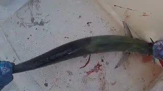 Fishing in Doha King Mackerel || By Himalayan Anglers