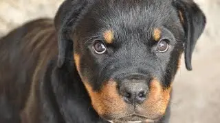 my fun pro is dog rottweiler male for female #shortsvideo #subscribe