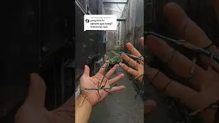 dari Madagascar nih #seranggaunik #seranggatongkat #stickinsect #seranggalangka #belalangranting