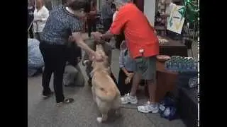 USF Health Students Make Some Furry Friends