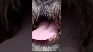 chega mais perto um pouco mais perto #pets #memes