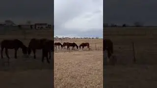 Saved Wild Horses