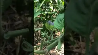 Black Beauty Tomato Plant - July 2021 Update
