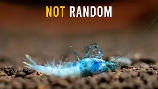 Here's Why Aquarium Shrimp DIE (Even When Everything Looks Fine!)