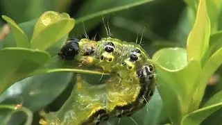 le Glyphodes perspectalis (Buchsbaumz&uuml;nsler erkennen und bek&auml;mpfen franz&ouml;sisch)
