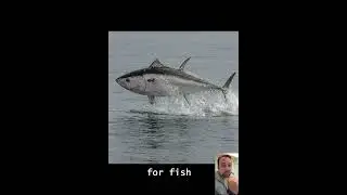 3 Cool Facts About Tuna Fish...🐟🐟🐟#tuna #tunafish #animalfacts #animals #wildlife #aquaticanimals