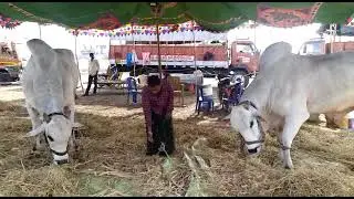 TSR Infra Developer's Thota Srinivas Rao Gari New Category Bulls In Malladi Bull Race