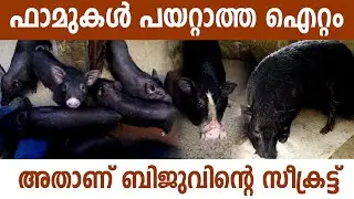 വംശനാശഭീഷണി നേരിടുന്ന നാടൻ ഇനങ്ങൾ മാത്രമേ ഈ ഫാമിലുള്ളു I Pig Farm In Ernakulam I Angamali Black I