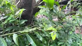 A Look at the Betel Leaf Plant (Wild Betel/Cha Plu) - My Aussie Roots QLD - Piper sarmentosum