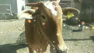 world top cow ॐ symbol naturally on head ...God's gift