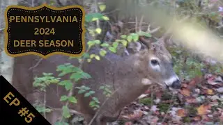 Pre-Rut action deer everywhere! (2024 PA. Archery Season)