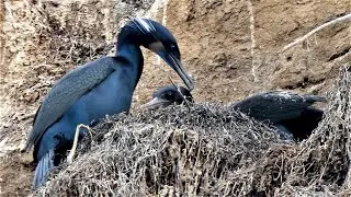 Brandt's Cormorant - Bird Behavior, Winter Breeding