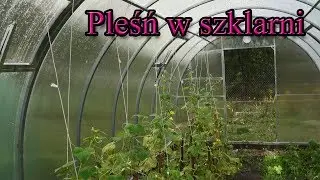 Ogrodowe pierdamony 37 - pleśń w szklarni