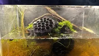 Part Three: Back in Black Basking Area | Benjamin The Turtle&rsquo;s Tank Upgrade