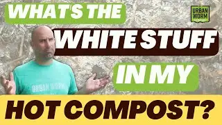 Actinomycetes: The White Stuff in Your Hot Compost