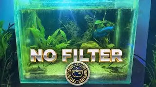 NO FILTER - Natural Planted Betta Tank Setup #youtubeshorts #aquarium #fish #youtube #nature 