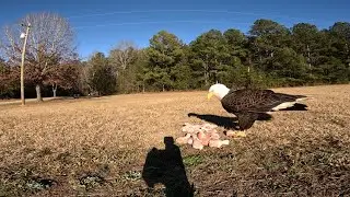Bald Eagle Cam