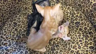 Cornish Rex Kittens Wrestling