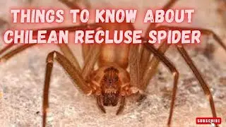 VENOUS SPIDER - WHAT TO KNOW ABOUT CHILEAN RECLUSE SPIDERS - Discovery Channel