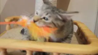 СВОБОДЕН! котенок пиксибоб ТАЙМЫР PIXIEHOUSE