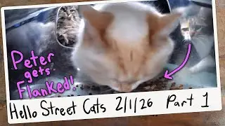 Peter Gets Surrounded on Both Sides While Snacking! 😺💞 Hello Street Cat Archive 2/1/26 Pt 1