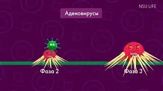 По лабам. Вирусное видео