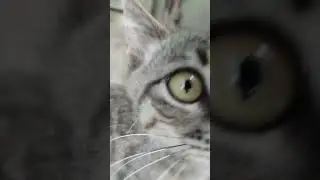#memes #funny #мем #тренды #мило #cute #trending #смешно #cat #top