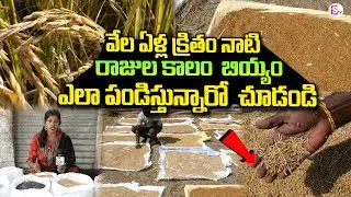 How Rice Was Cultivated During the Era of Kings | Ancient Farming Methods @sumantvchittoor