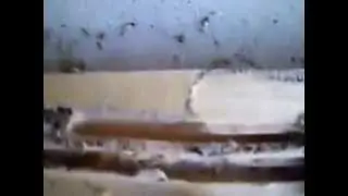 Termites crawling inside a home in New jersey