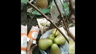 Indahnya budidaya jambu @petanijambu