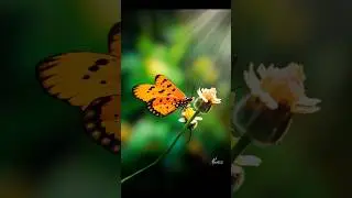 Butterfly🔥🦋❤ Photo editing #snapseed #photoediting #nsbpictures #picsart #shorts #photography #viral