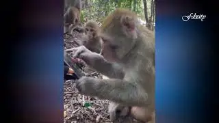 Best of lekan king Kong pt12 the monkey and the dog #nigeriancomedy #latest