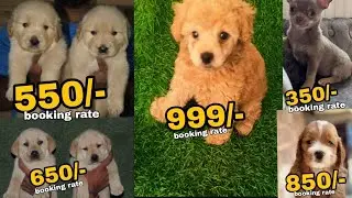 Cheapest dog market in delhi and India, shitzu, Poodle, Labrador, golden retriever puppies available