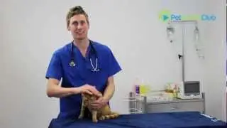 The PetHealthClub - Arthritis in Cats Explained (including symptoms and treatment options)
