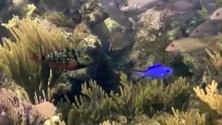 Scenes from Coral Reef Studies