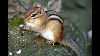 PLAYFUL SQUIRREL AND A FRIENDLY AND HUNGRY CHIPMUNK