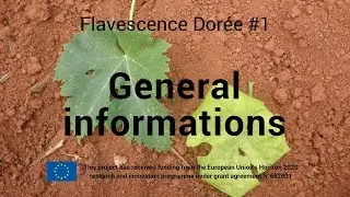 Flavescence Dor&eacute;e #1 - General Informations