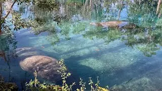 Manatee Rescue Mission at Three Sisters Springs | Protecting Florida Marine Wildlife