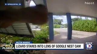 Lizard stares into doorbell camera outside South Florida home