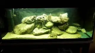 Aut&oacute;ctono cantabrico....nuevos inkilinos