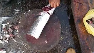 Surmai fish A great quality Tell 03002673318 what's app number order k liya 