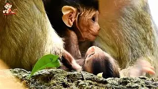 Sad Feeling, Poor Baby Calvin Look so Tired No Milk, Mom Casi Less care Calvin, Jealous Celine.....