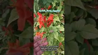 شجيرة تيكوماريا Tecomaria capensis