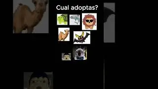 Cual adoptais? #animal #Hermanosgolders