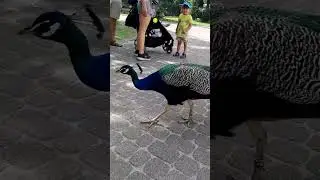 Перья павлина: длина и когда вьІрастают. Что умеет павлин? #shorts #birds #перья #природа